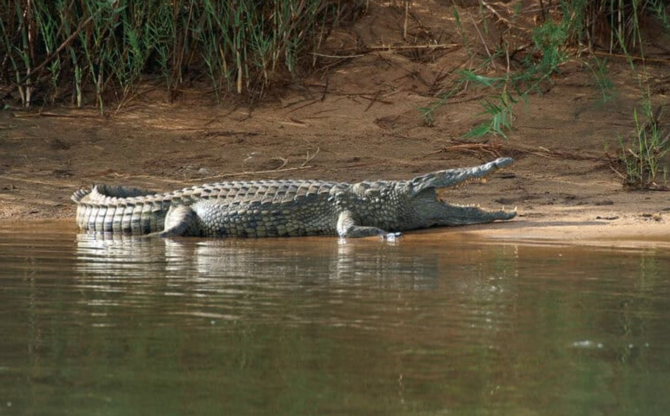 Кличку Густав крокодилу дал исследователь Патрис Фэй. Источник изображения: animalsaroundtheglobe.com. Фото.