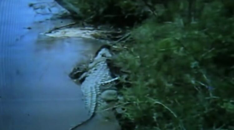 Попытка поймать крокодила Густава. Кадры с Густавом, снятые герпетологом Патрисом Фэем. Источник изображения: YouTube-канал kaproraptor. Фото.