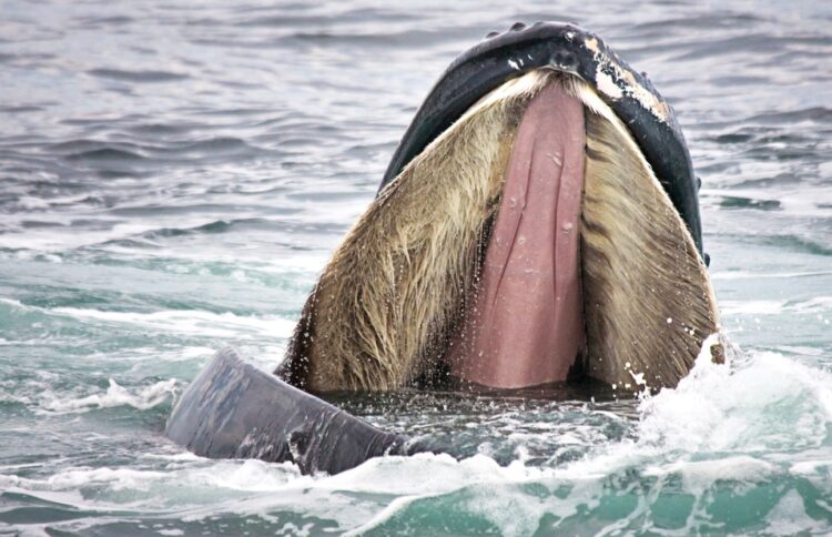 Может ли синий кит съесть человека. Рот синего кита со щетинками. Источник изображения: yahoo.com. Может ли синий кит съесть человека. Рот синего кита со щетинками. Источник изображения: yahoo.com. Фото.