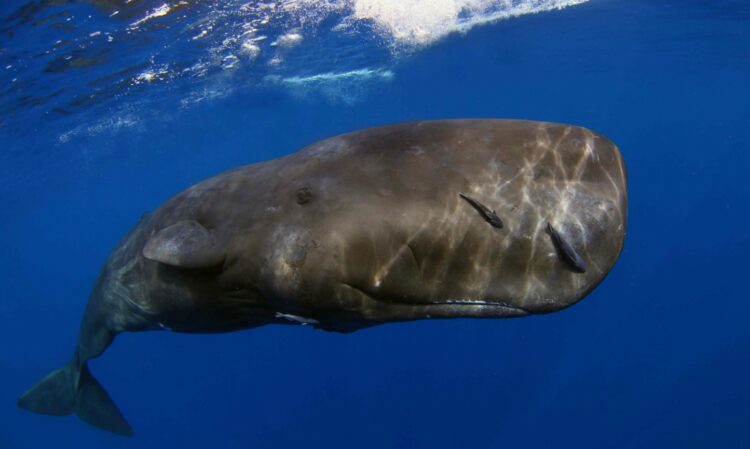 Какие киты могут проглотить человека. Синие киты убить человека не могут, а вот кашалоты — запросто. Источник изображения: nationalgeographic.com. Какие киты могут проглотить человека. Синие киты убить человека не могут, а вот кашалоты — запросто. Источник изображения: nationalgeographic.com. Фото.