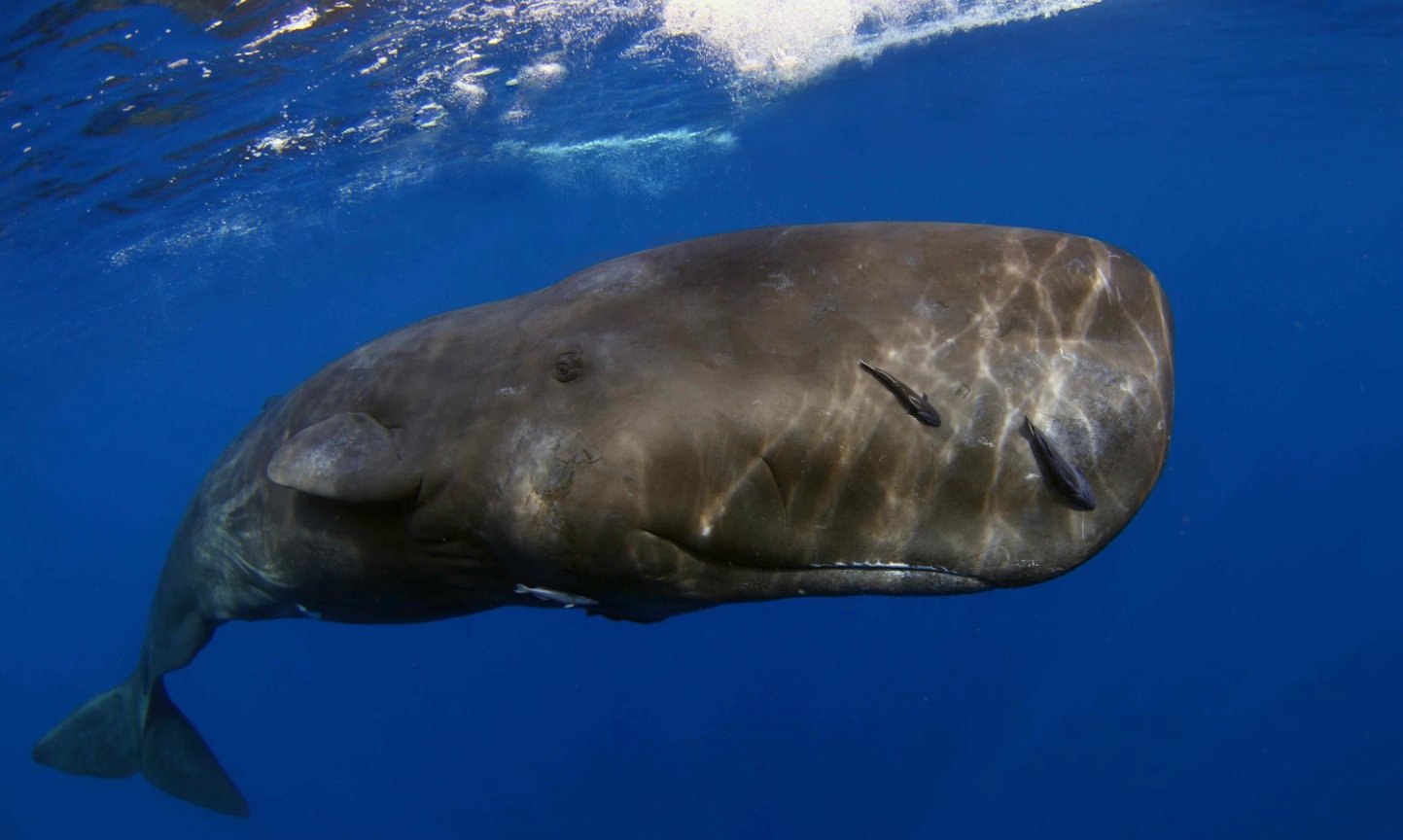 Какие киты могут проглотить человека. Синие киты убить человека не могут, а вот кашалоты — запросто. Источник изображения: nationalgeographic.com. Фото.