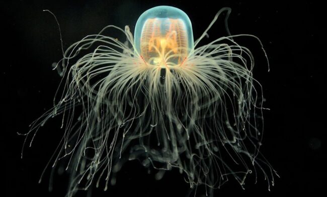Почему медузы могут жить вечно (почти). Фото.