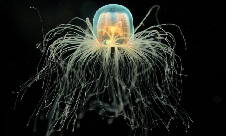 Почему медузы могут жить вечно (почти). Биологически бессмертная медуза Turritopsis dohrnii. Источник изображения: oceanconservancy.org. Фото.