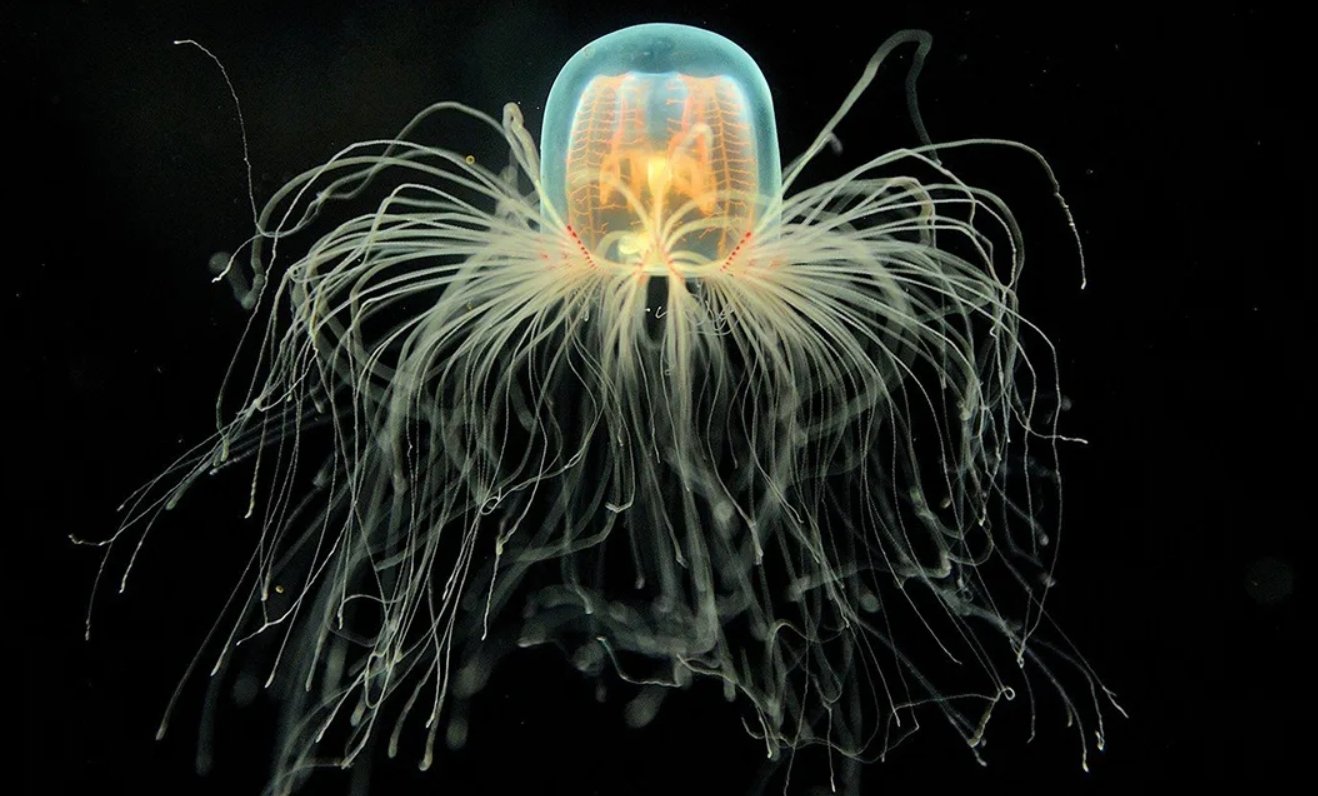 Почему медузы могут жить вечно (почти)
