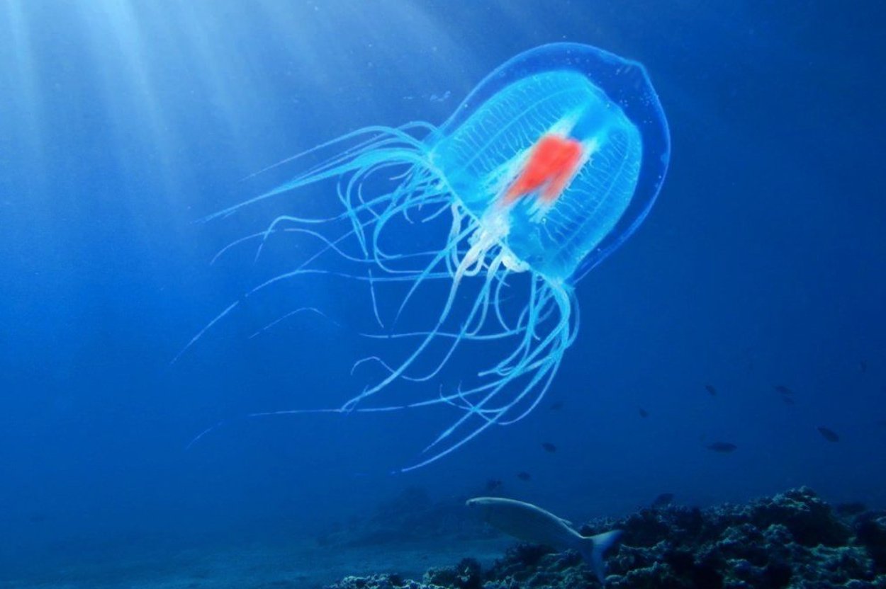 Эти медузы могут умереть, только если их съедят хищники. Фото.