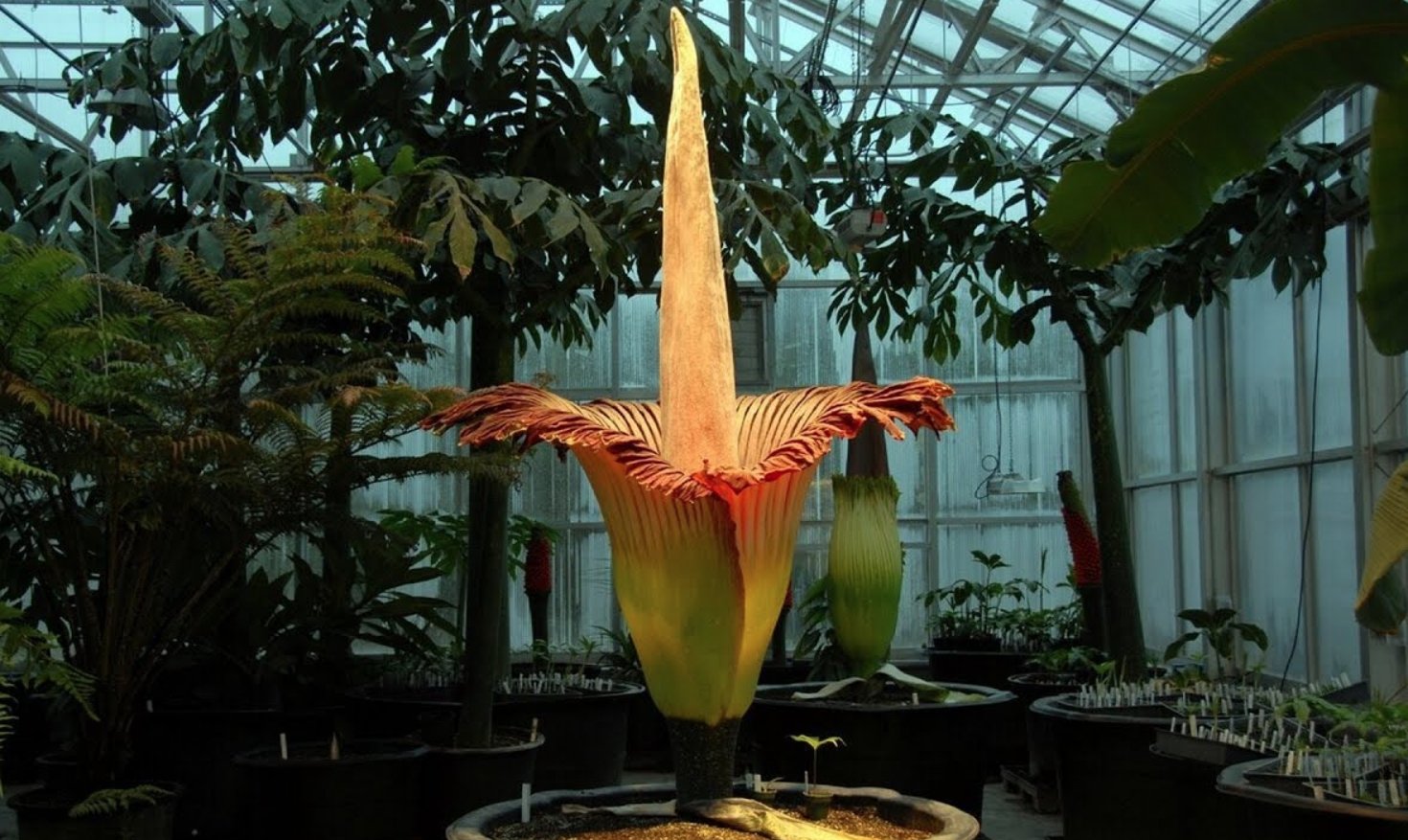 Аморфофаллус в оранжерее. Источник изображения: Live Science. Фото.