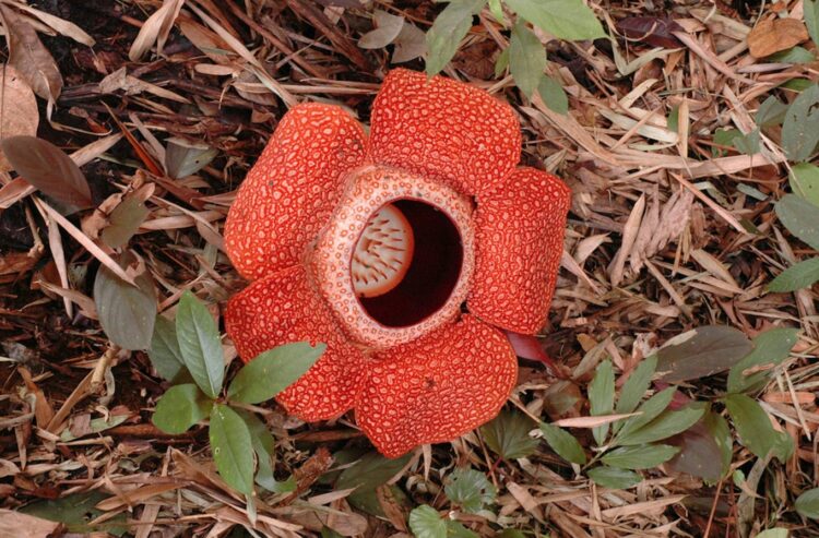 Вонючая трупная лилия с запахом носков. Растение раффлезия. Источник изображения: theconversation.com. Фото.