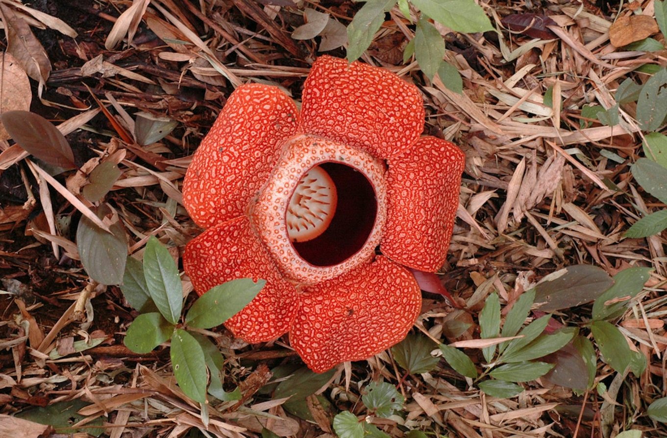 Растение раффлезия. Источник изображения: theconversation.com. Фото.