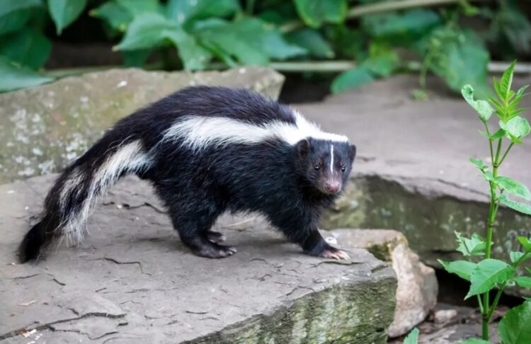 Скунс — самое вонючее животное в мире. Скунсы используют свой ужасный запах как защиту от хищников. Источник изображения: bobvila.com. Фото.