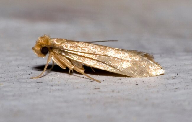 Почему моль ест одежду и как защитить свой гардероб. Фото.