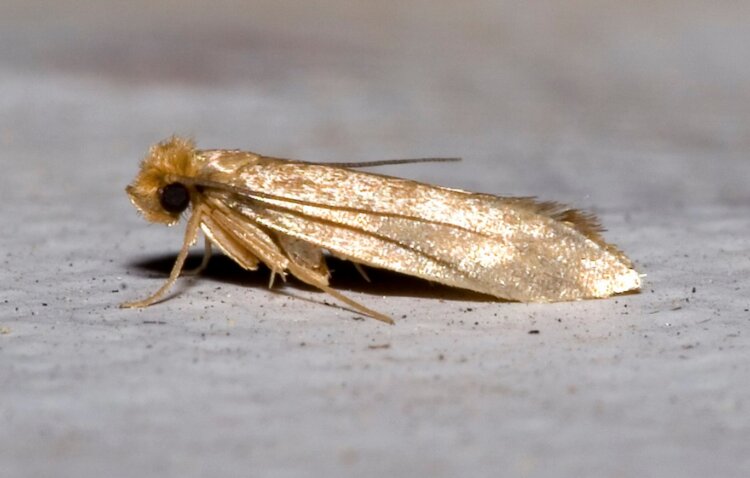 Какая моль ест одежду. Платяная моль. Источник изображения: wikimedia.org. Фото.