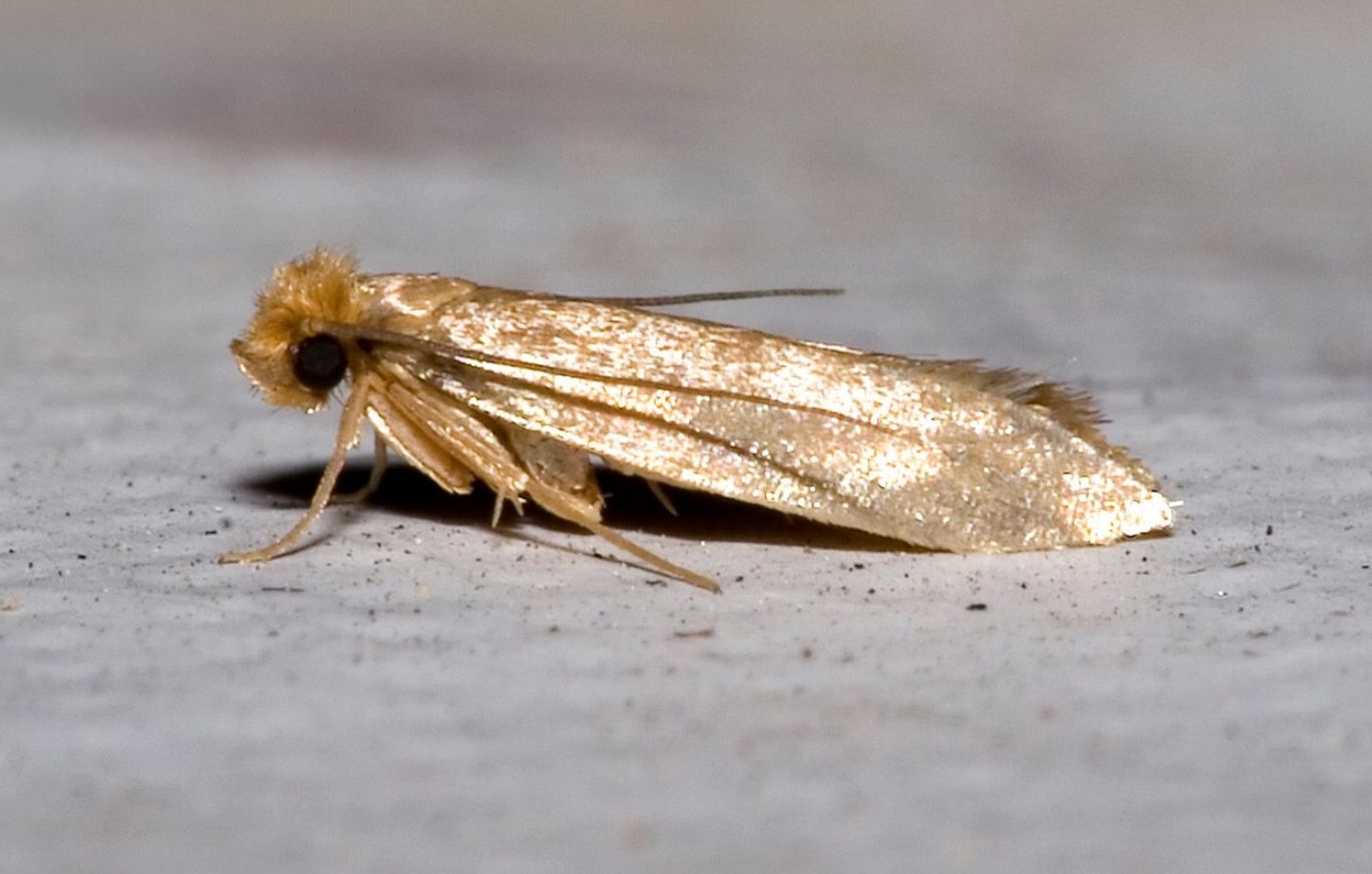 Почему моль ест одежду и как защитить свой гардероб