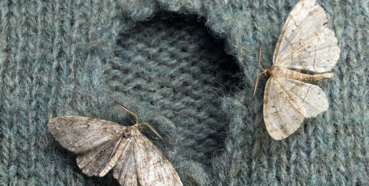 Почему моль ест одежду и как защитить свой гардероб