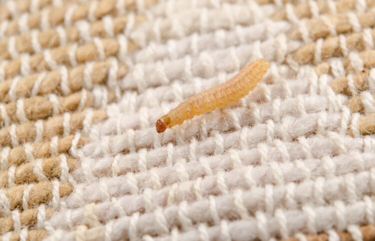 Чем опасны личинки моли. Личинка моли. Источник изображения: reddit.com. Фото.