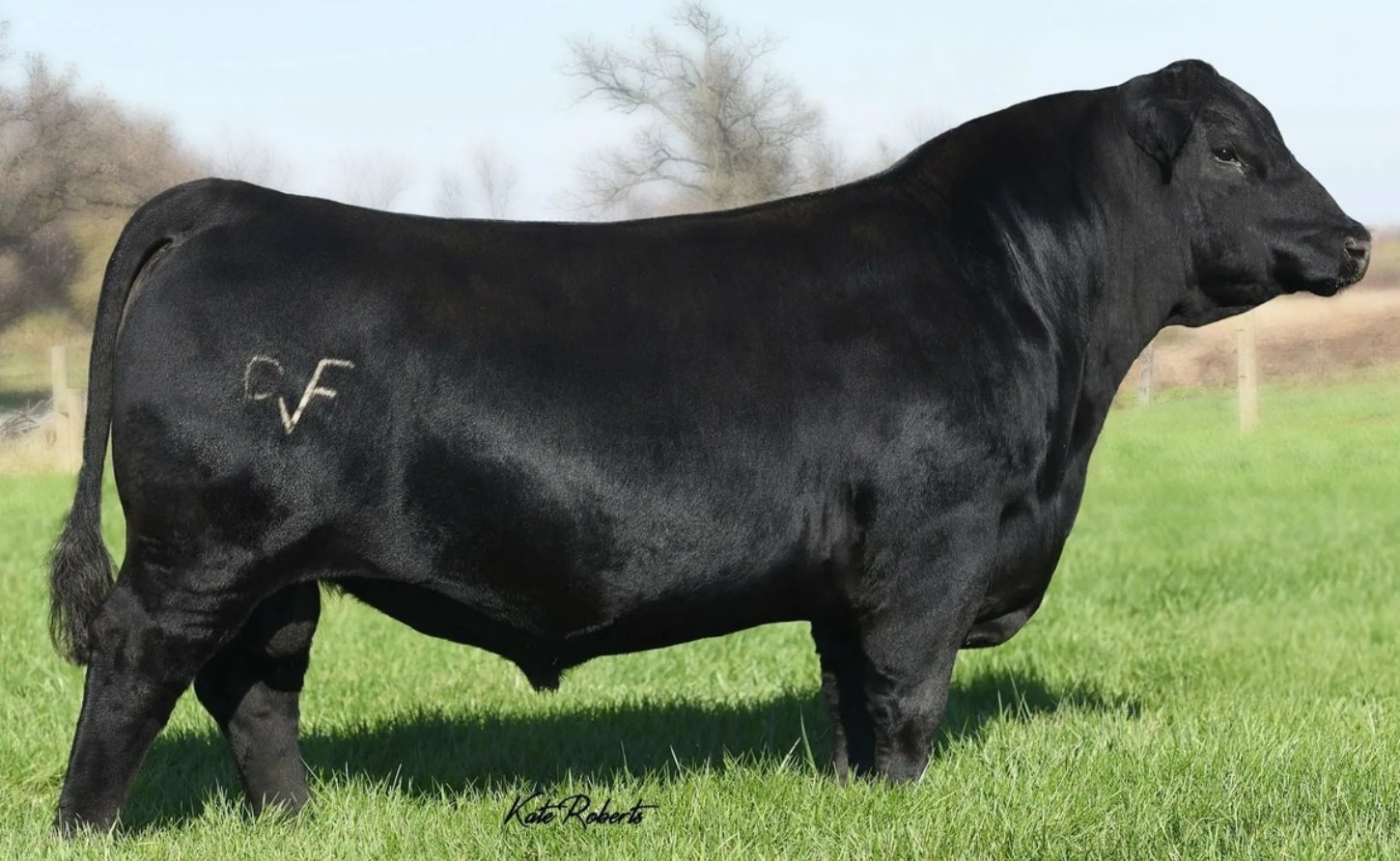 Почему говядину называют мраморной. Японская корова вагю. Источник изображения: dzen.ru. Фото.