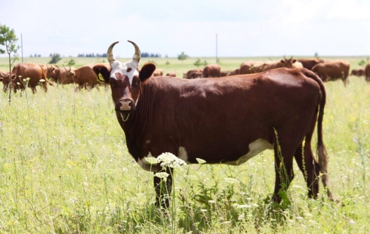 Как условия содержания влияют на качество мяса. Калмыцкая корова. Источник изображения: agro-matik.ru. Как условия содержания влияют на качество мяса. Калмыцкая корова. Источник изображения: agro-matik.ru. Фото.