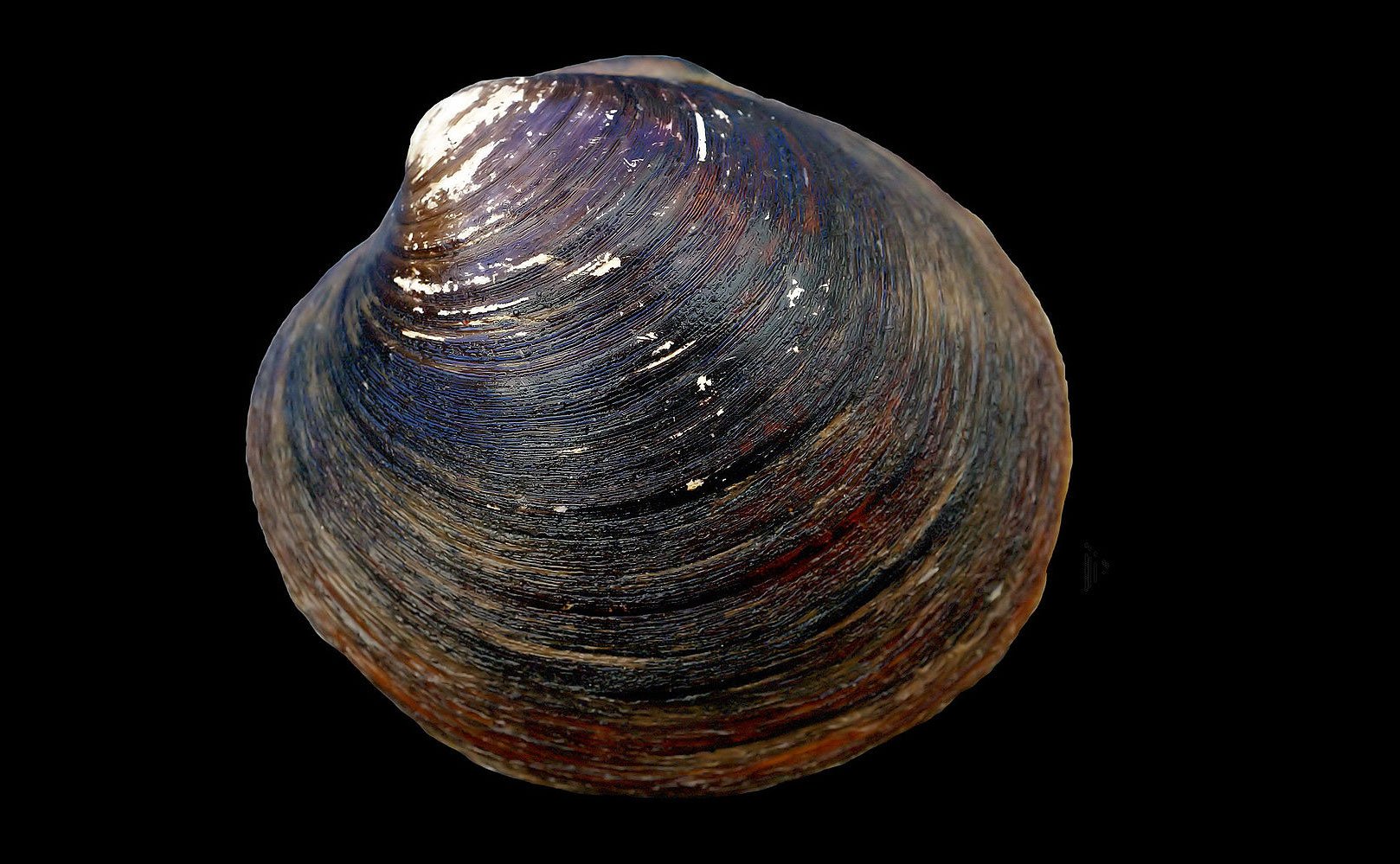 Моллюск арктика исландская. Источник изображения: wikimedia.org. Фото.