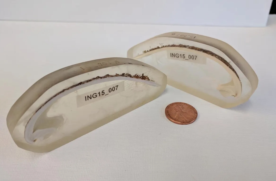 Поперечный срез моллюсков арктика исландская. Источник изображения: IFL Science. Фото.