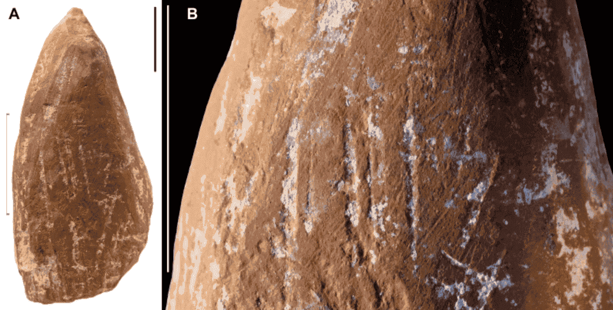 Символическая культура неандертальцев. Такой карандаш был сделан специально. Изображение: Science Advances. Фото.