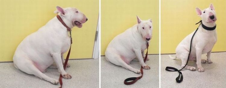 Как безопасно помочь собаке похудеть. Вы только посмотрите на поразительную разницу: с лишним весом псу даже сидеть тяжело. И какой он стал позитивный и будто помолодевший после похудения, ведь избавился от большого груза, который всегда и везде был с ним. Источник изображения: m.fishki.net. Фото.