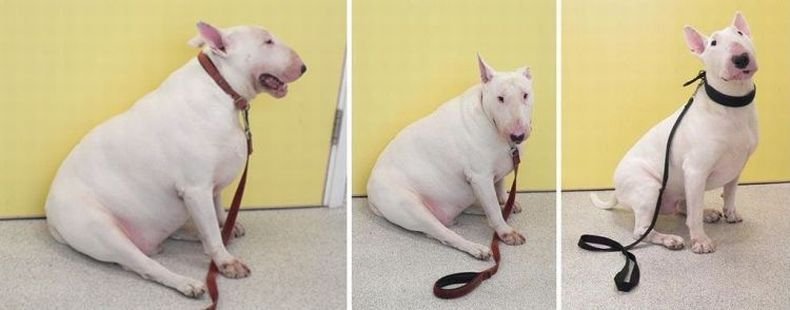 Как безопасно помочь собаке похудеть. Вы только посмотрите на поразительную разницу: с лишним весом псу даже сидеть тяжело. И какой он стал позитивный и будто помолодевший после похудения, ведь избавился от большого груза, который всегда и везде был с ним. Источник изображения: m.fishki.net. Фото.