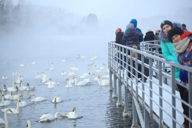 Что едят вместо лебединого мяса сегодня: современные и этичные альтернативы. Теперь лебедей фотографируют, подкармливают и оберегают. Источник изображения: amic.ru. Что едят вместо лебединого мяса сегодня: современные и этичные альтернативы. Теперь лебедей фотографируют, подкармливают и оберегают. Источник изображения: amic.ru. Фото.