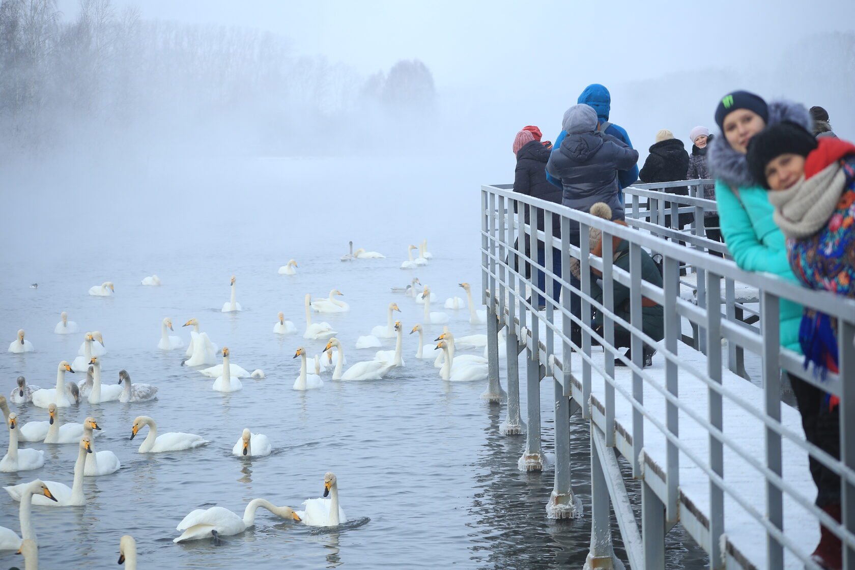 Что едят вместо лебединого мяса сегодня: современные и этичные альтернативы. Теперь лебедей фотографируют, подкармливают и оберегают. Источник изображения: amic.ru. Что едят вместо лебединого мяса сегодня: современные и этичные альтернативы. Теперь лебедей фотографируют, подкармливают и оберегают. Источник изображения: amic.ru. Фото.