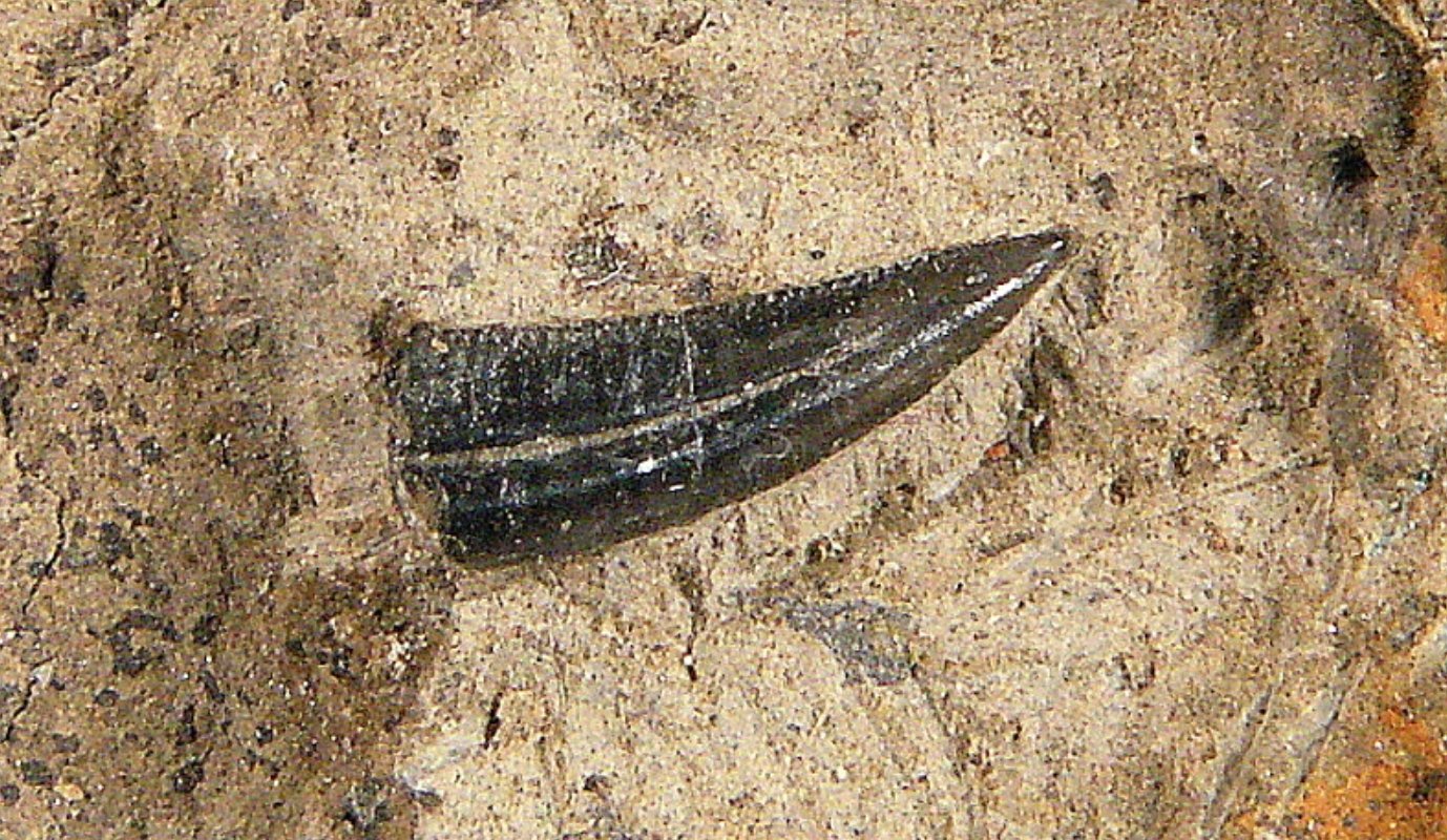 Окаменелый зуб уатчитодона. Источник изображения: wikimedia.org. Фото.