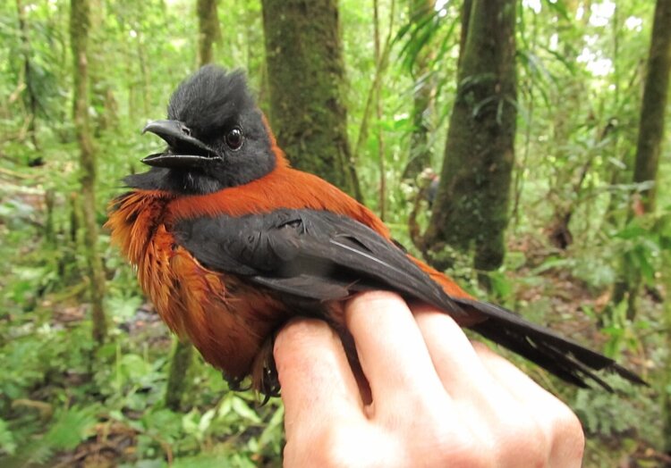 Существуют ли ядовитые птицы. Ядовитая птица дроздовая мухоловка. Источник изображения: wikipedia.org. Фото.