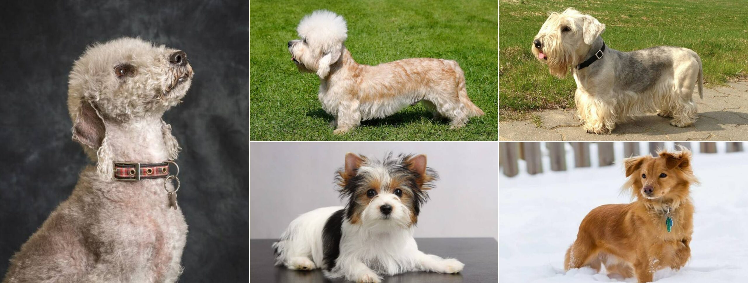 Редкие терьеры и собаки-компаньоны. Бедлингтон-терьер, денди-динмонт-терьер, чешский терьер, бивер йоркширский терьер и голден докс. Источник изображений: petstory.ru. Фото.