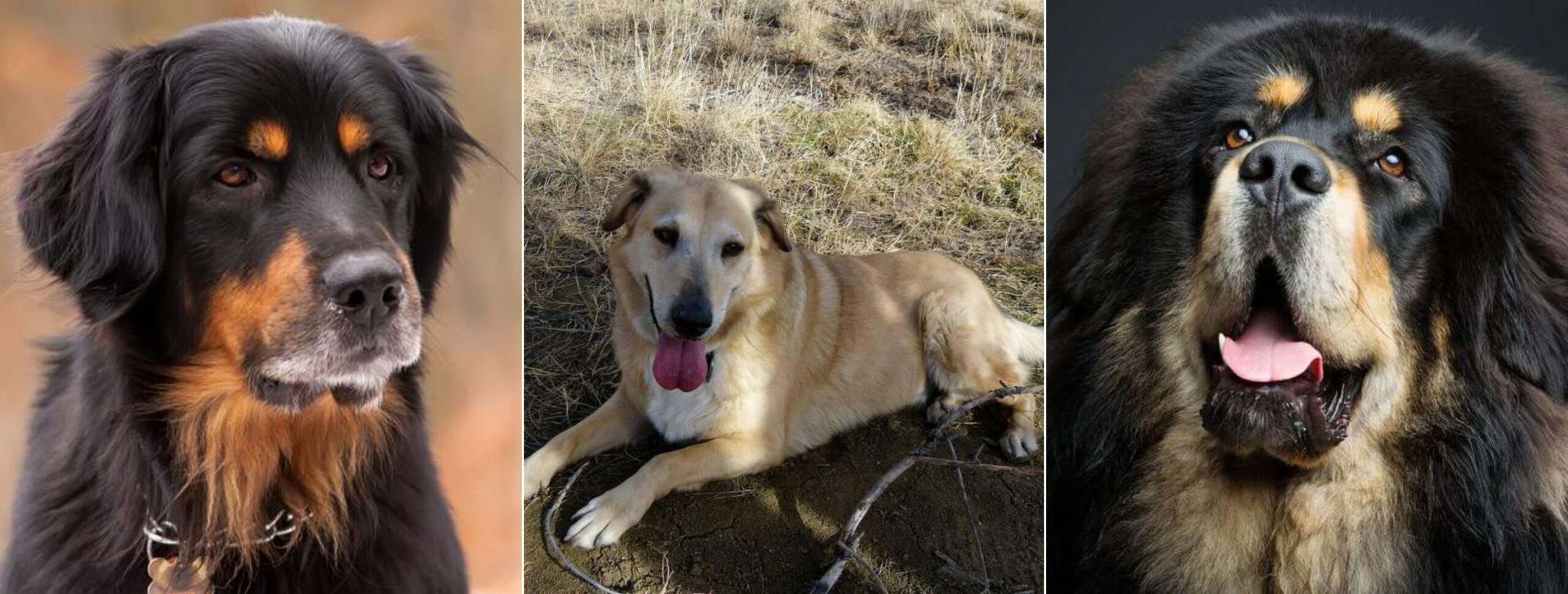 Крупные редкие породы собак и охранники. Ховаварт, Чинук и тибетский мастиф. Источник изображений: petstory.ru. Фото.