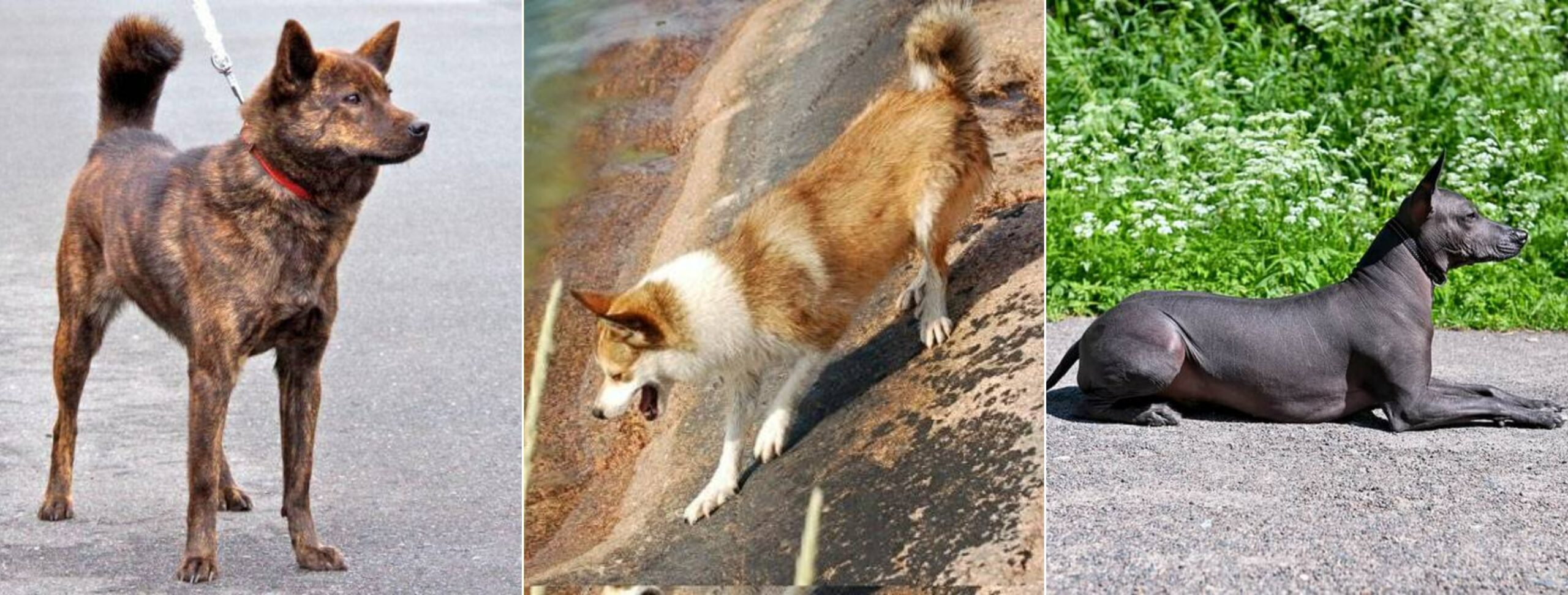 Древние и аборигенные породы собак, сохранившиеся до наших дней. Кай-ину, норвежский лундехунд и ксолоитцкуинтли. Источник изображений: petstory.ru. Фото.