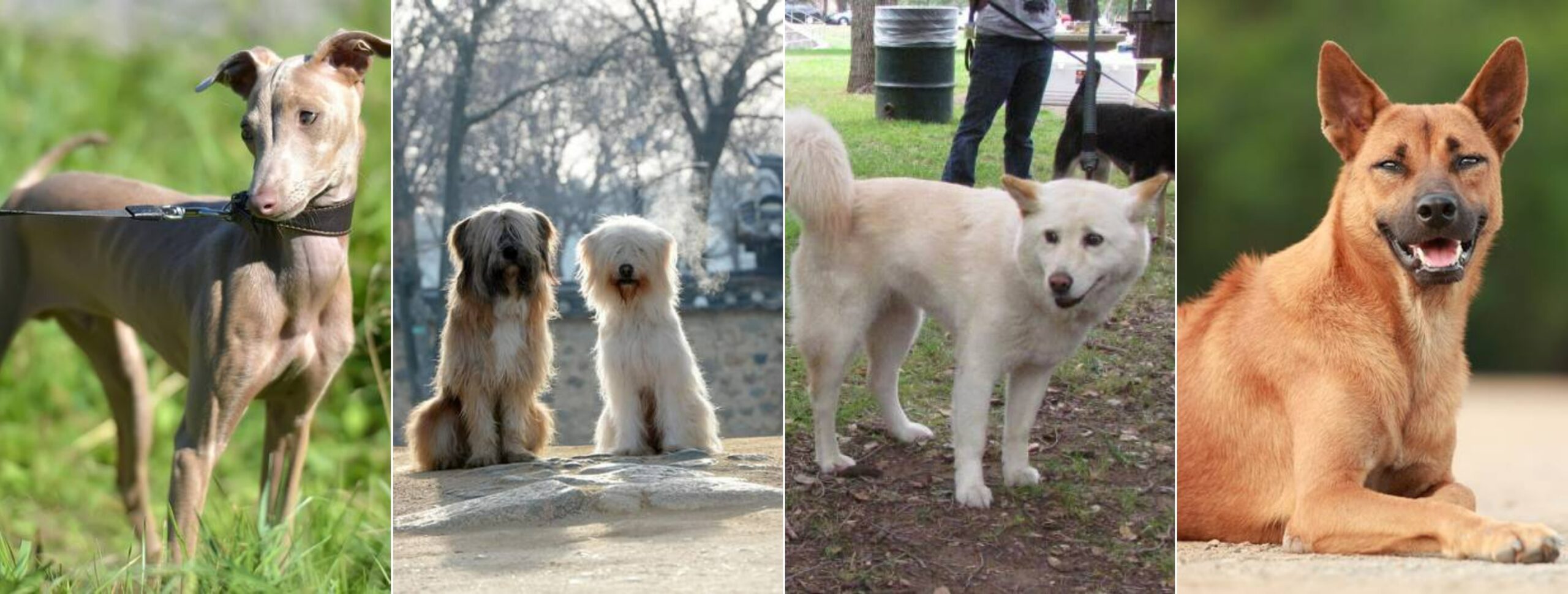 Древние и аборигенные породы собак, сохранившиеся до наших дней. Перуанская голая собака, сапсари, пхунсан и тайский риджбек. Источник изображений: petstory.ru. Фото.