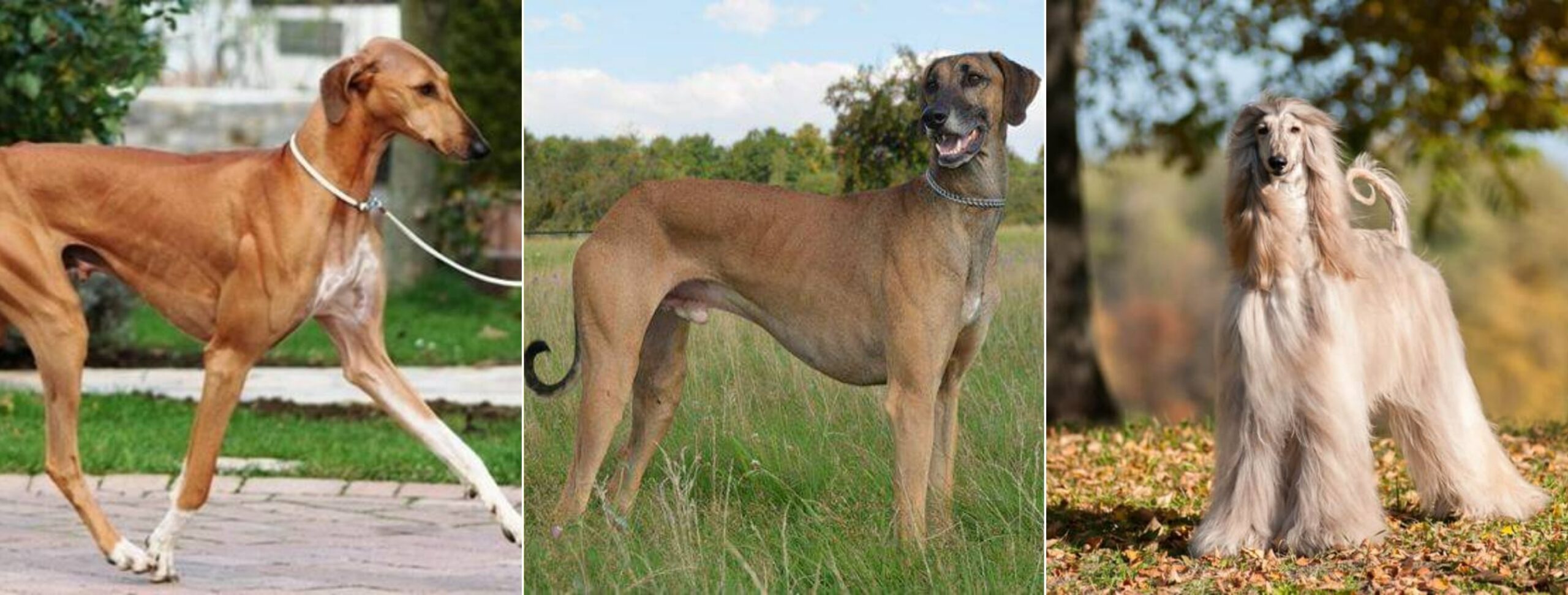 Редкие борзые и гончие породы собак. Азавак, слауи и афганская борзая. Источник изображений: petstory.ru. Фото.