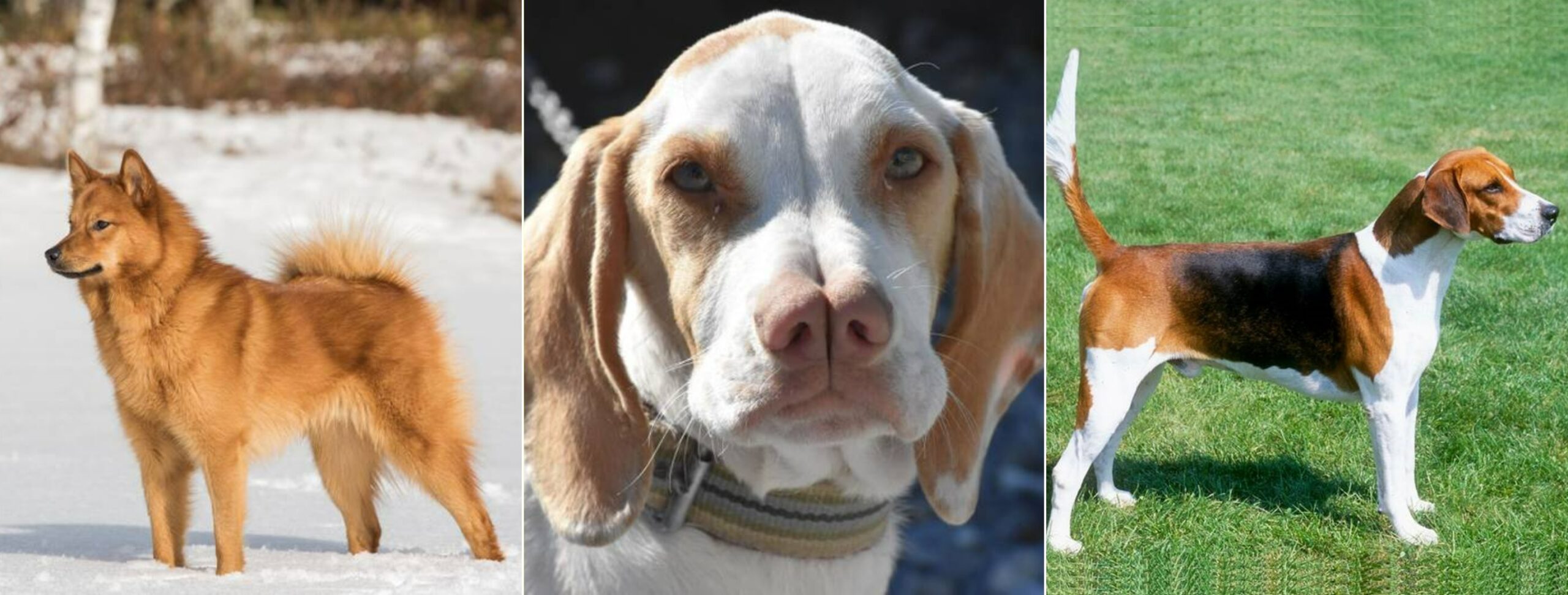 Редкие борзые и гончие породы собак. Финский шпиц, каталбурун и английский фоксхаунд. Источник изображений: petstory.ru. Фото.