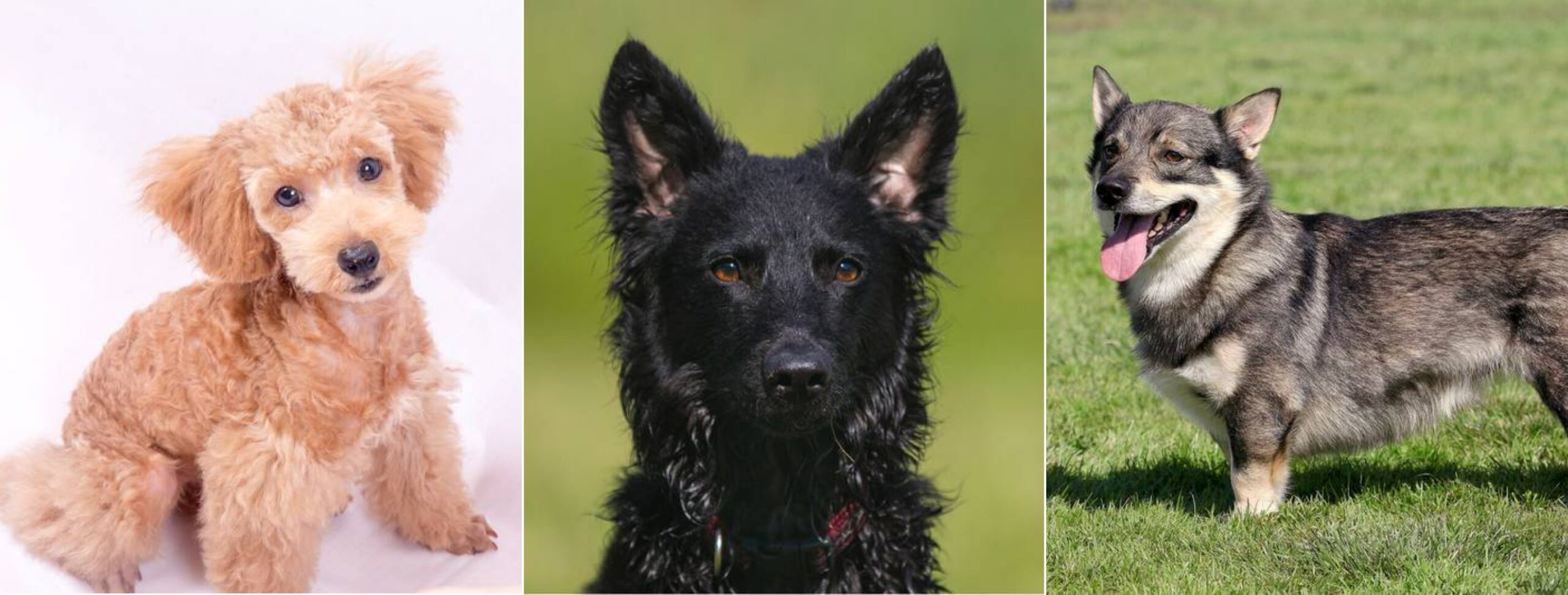 Редкие пастушьи и фермерские породы собак. Пуми, муди и шведский вальхунд. Источник изображений: petstory.ru. Фото.