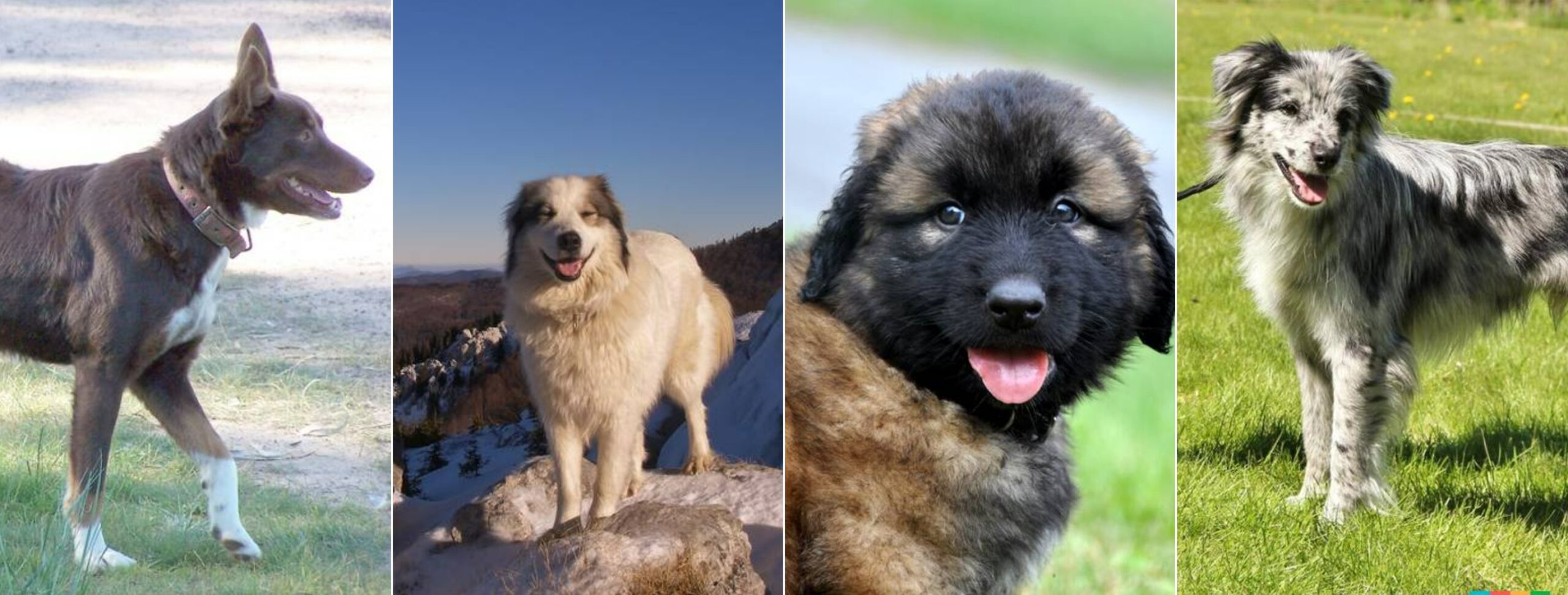 Редкие пастушьи и фермерские породы собак. Джамен кули, торньяк, эштрельская овчарка и гладкомордая пиренейская овчарка. Источник изображений: petstory.ru. Фото.