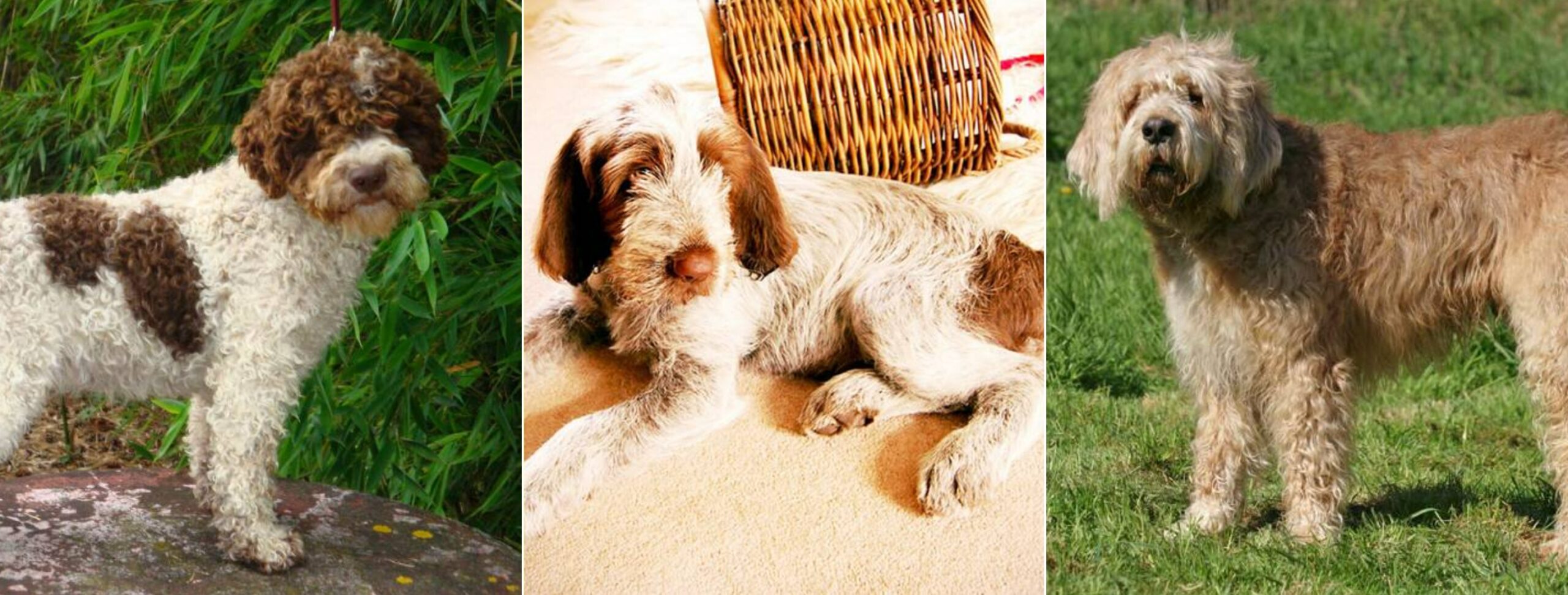 Редкие охотничьи и универсальные рабочие породы собак. Лаготто романьоло, итальянский спиноне и оттерхаунд. Источник изображений: petstory.ru. Фото.