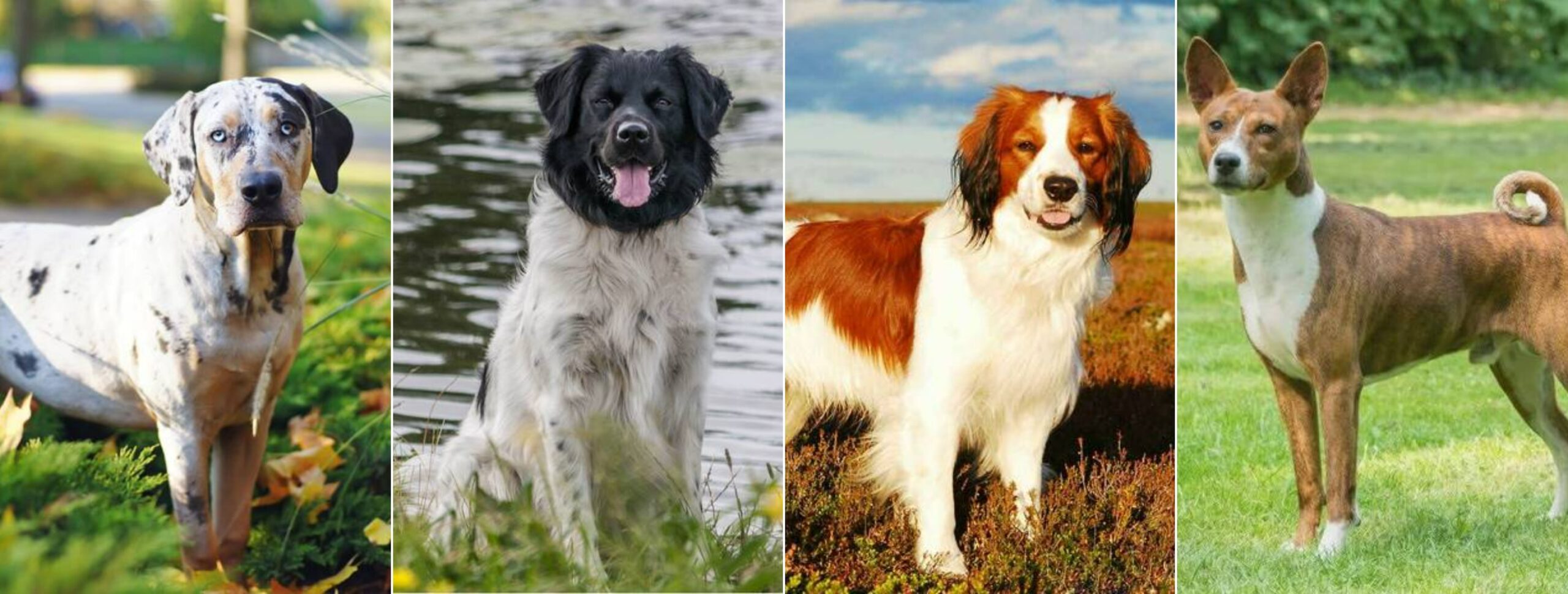 Редкие охотничьи и универсальные рабочие породы собак. Катахула, стабихун, коикерхондье и теломиан. Источник изображений: petstory.ru. Фото.