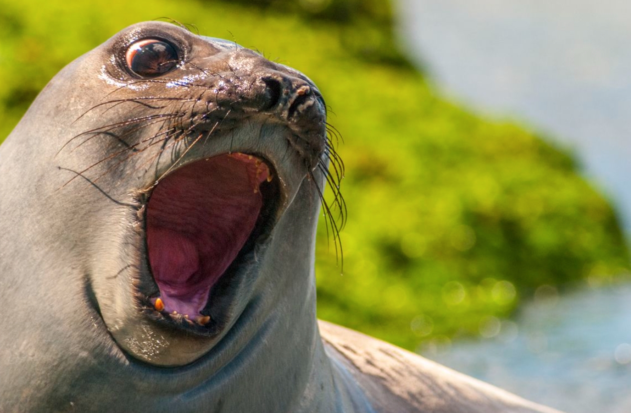 Как общаются тюлени. Порой тюлени издают предельно странные звуки. Источник фотографии: reddit.com. Фото.