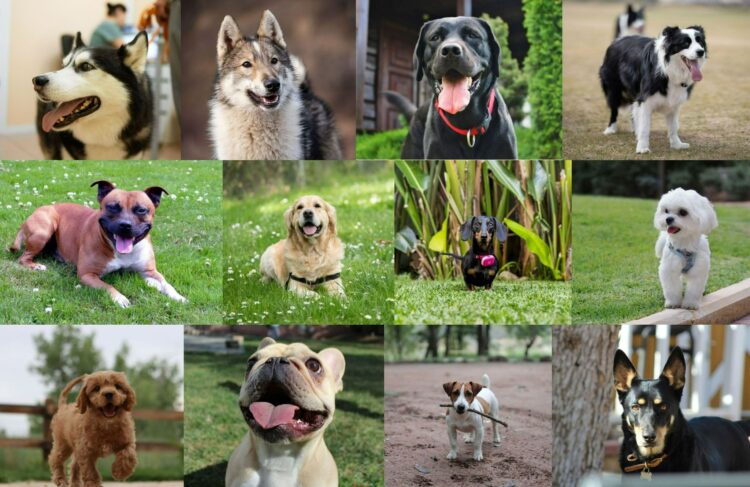 Породы собак, которые чаще всего сбегают и почему это происходит. Вот все эти беглецы в том же порядке. Источники изображений: petstory.ru, honey.nine.com.au. Породы собак, которые чаще всего сбегают и почему это происходит. Вот все эти беглецы в том же порядке. Источники изображений: petstory.ru, honey.nine.com.au. Фото.