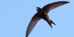 Как долго могут летать птицы без посадки? Фото.