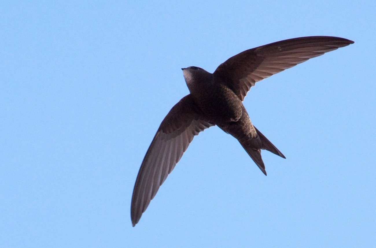 Как долго могут летать птицы без посадки?