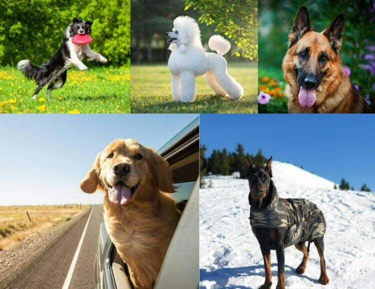 Топ-10 самых умных пород собак. Бордер-колли, пудель, немецкая овчарка, золотистый ретривер и доберман. Источник изображений: petstory.ru. Фото.
