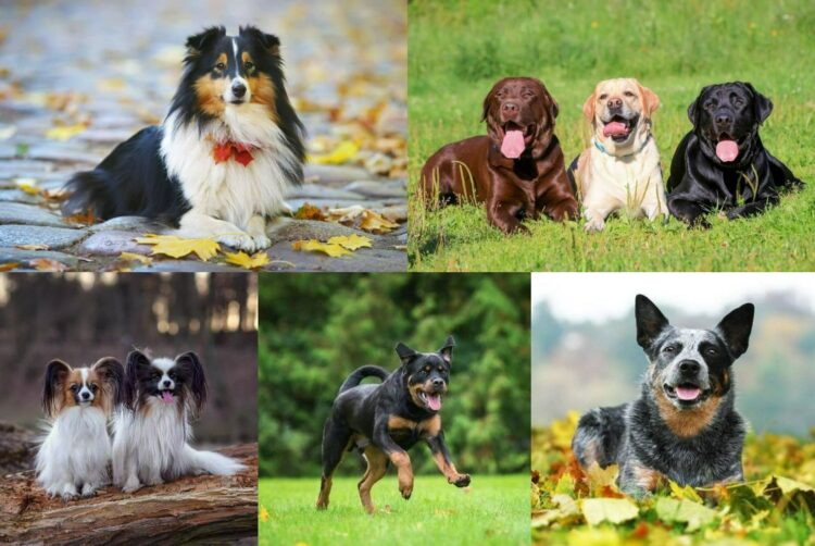 Топ-10 самых умных пород собак. Шелти, лабрадор-ретривер, папильон, ротвейлер, австралийская пастушья собака. Источник изображений: petstory.ru. Фото.