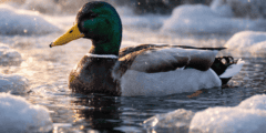 Почему утки не мёрзнут в холодной воде: хитрый природный трюк. Почему утки не мёрзнут в холодной воде: хитрый природный трюк. Фото.