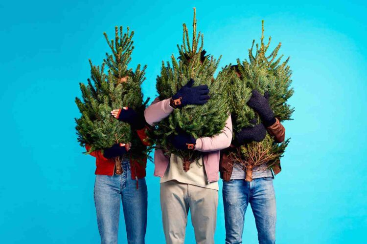 Какую ёлку выбрать на Новый год: рейтинг живых деревьев. Выбираете ёлку на Новый год? Вот наше честное сравнение популярных новогодних деревьев. Источник изображения: emarket-cn.ru. Фото.