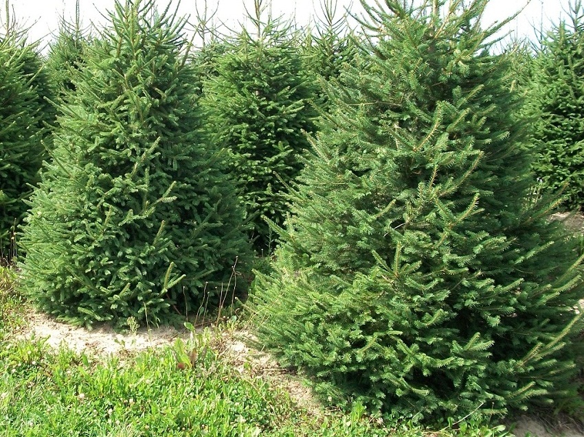 Ель европейская (обыкновенная, русская). Источник изображения: coniferousforest.com. Фото.