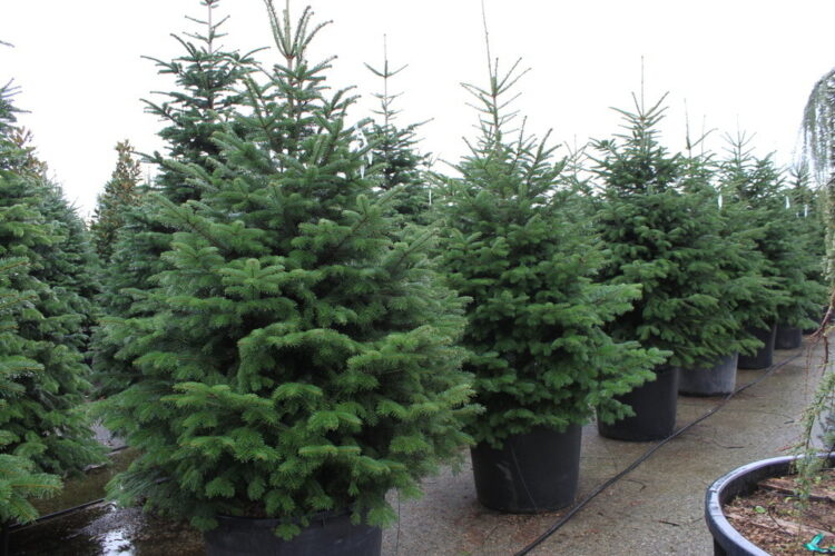 Пихта Нордмана: неосыпающееся дерево к Новому году. Источник изображения: luchshii-sad.ru. Фото.