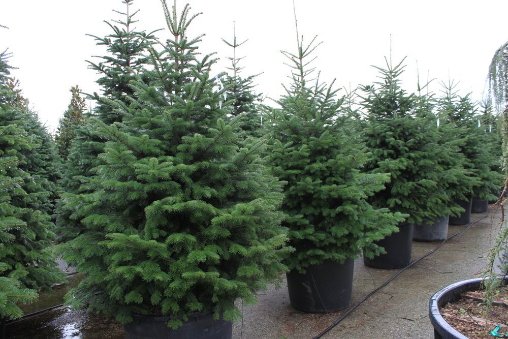 Источник изображения: luchshii-sad.ru. Фото.